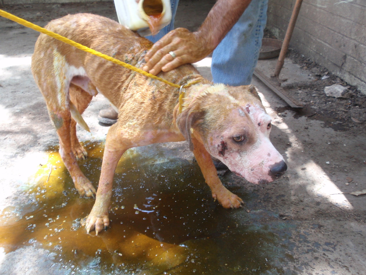 Smiling dog farms here s johnny 