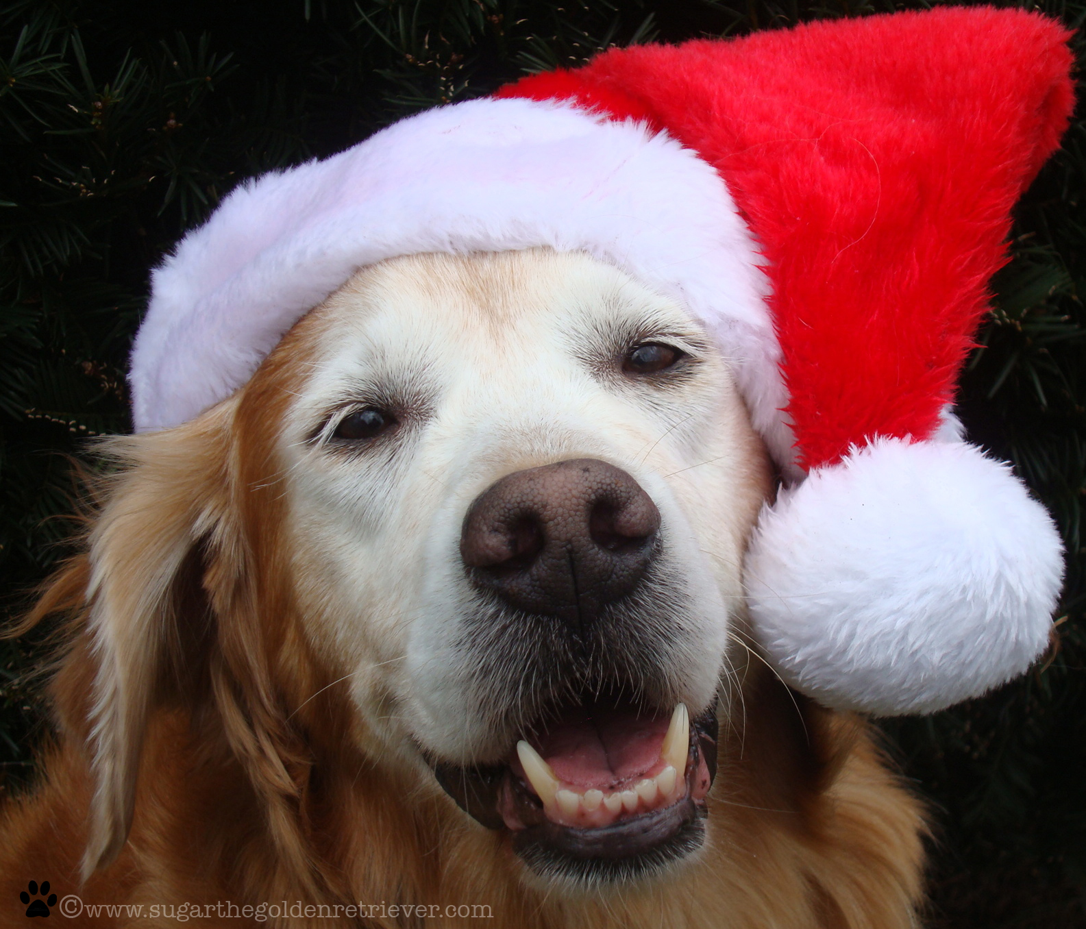 POEM: Santa Sugar - Golden Woofs