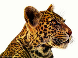 Leopard-Art-Francien-wall-1280x960-TR Images, Picture, Photos, Wallpapers