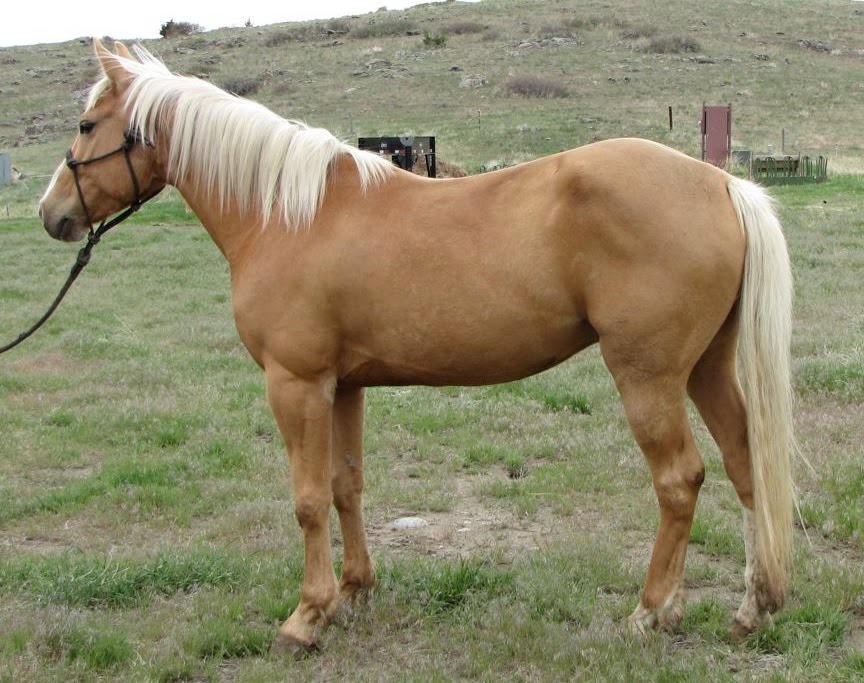 Three Rivers Horse Training, LLC Meet Zane Beautiful Palomino
