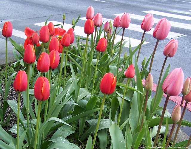 Port Angeles Daily Photo: April 2010