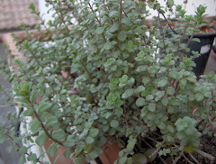Sul mio balcone: la maggiorana, in greco amarakos, pianta odorosa; in latino amaracum.
