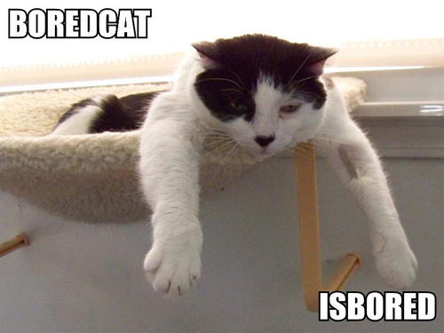 [boredcat-isbored.jpg]