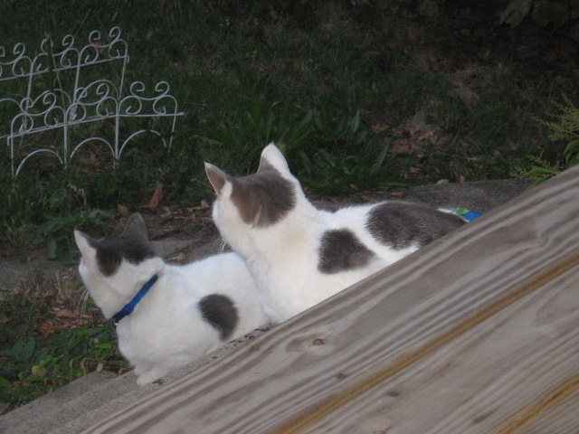 [cats+oct+2008+009.jpg]