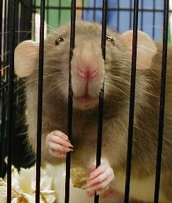 [lab+rat.jpg]