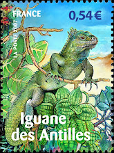 L'Iguane d'Antilles