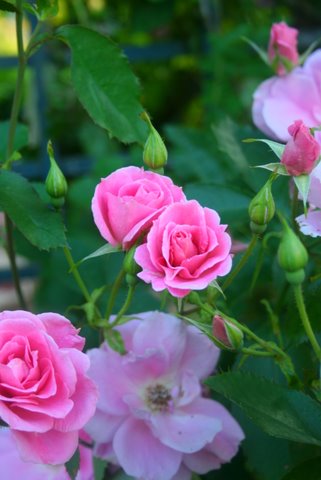 [IMG_8388-734673.JPG]