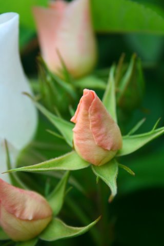 [IMG_6811-745385.jpg]