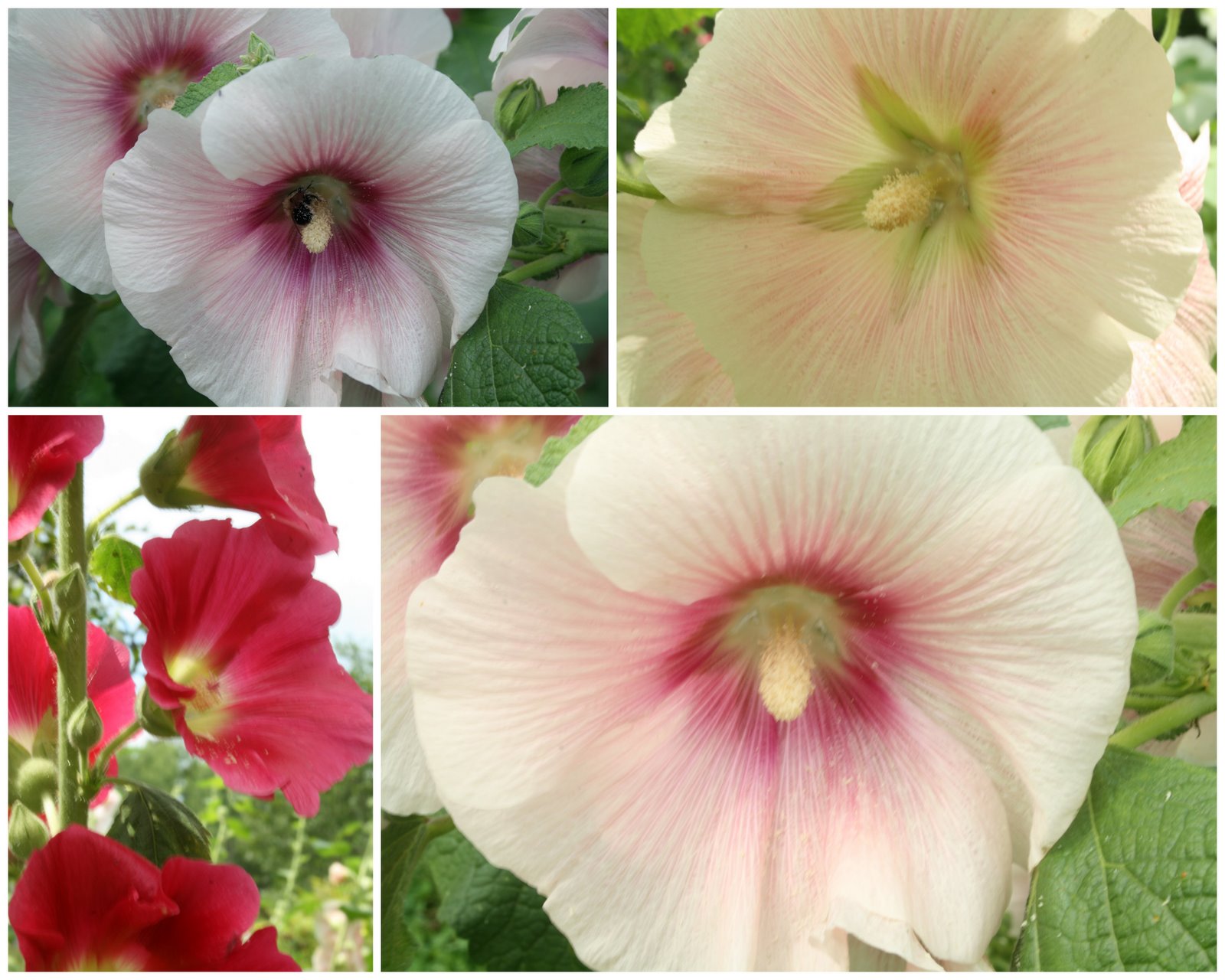 [practising+manuel+camera.jpg]