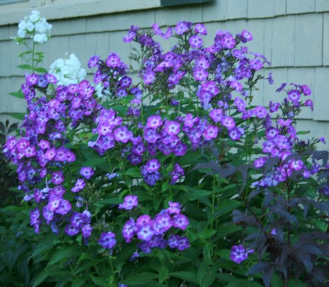 [IMG_5337-743434.JPG]