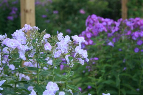 [IMG_5351-747691.JPG]