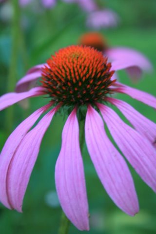 [IMG_5387-754395.JPG]