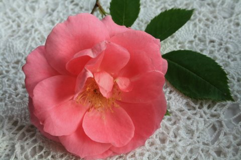 [IMG_9010-765039.JPG]