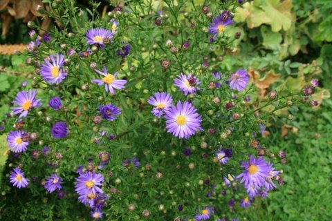 [IMG_9242-784126.JPG]