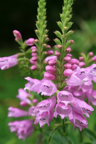 [IMG_9248-788216.JPG]