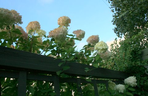 [IMG_8865-792807.jpg]