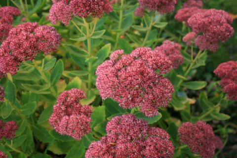 [IMG_8917-706735.jpg]