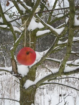 [Winterapfel_gr.JPG]