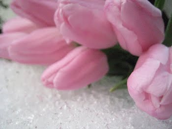 [Tulpenkorb+_makro.JPG]