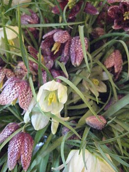 [Schachbrettbl_Strauß.JPG]