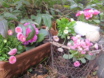 [rosaPrimeln-Gartenganz1.JPG]