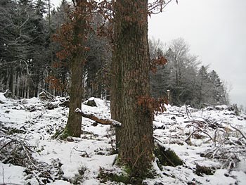 [Winterwald1.jpg]