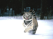 White Tiger... Stick together, but walks alone