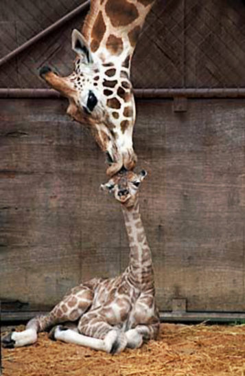[awesome-baby-Giraffe-kiss.jpg]