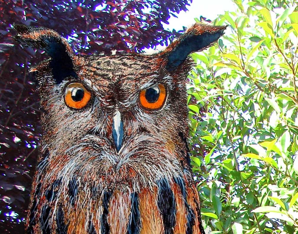 Terry's Ink and Watercolor: Detailed Owl