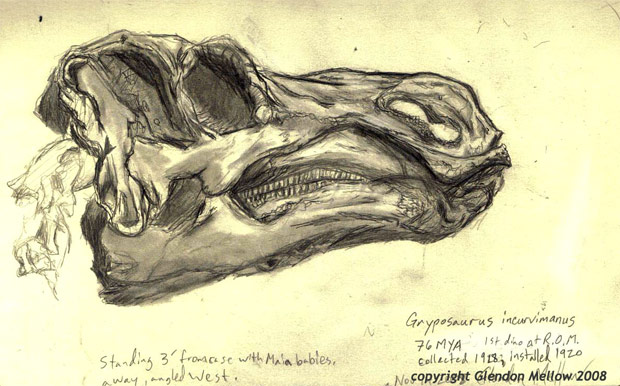 [Gryposaurus_skull_by_theflyingtrilobite.jpg]