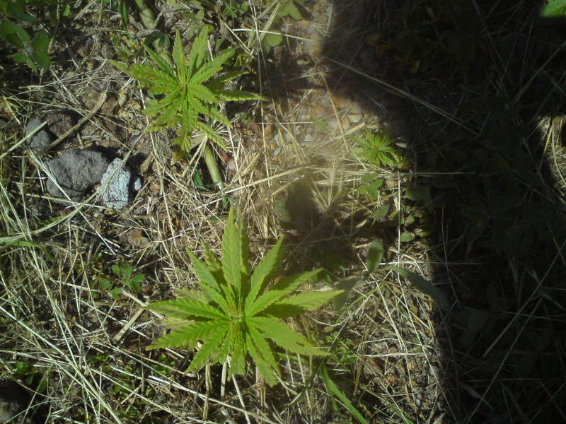 [image-upload-241-725535.jpg]