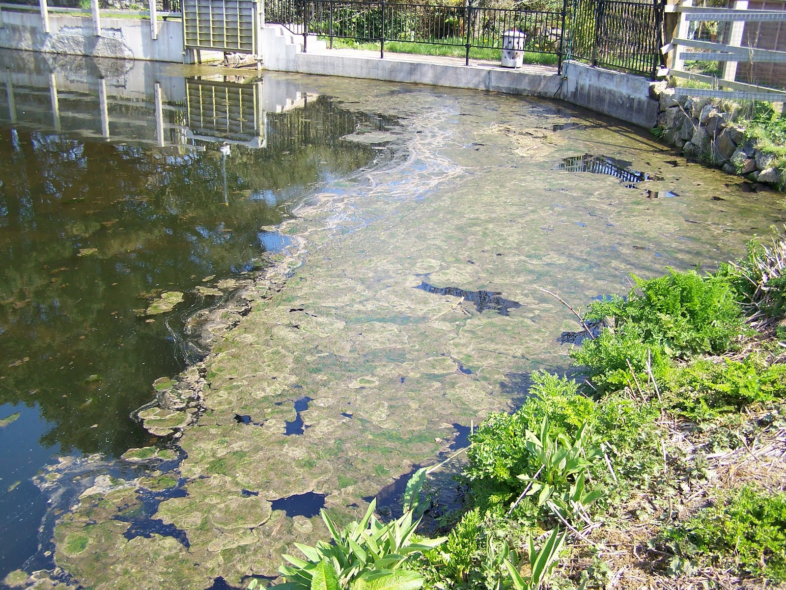algae-bloom-in-koi-pond-2.jpg