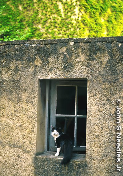 2_CAT IN WINDOWS SERIES_ France