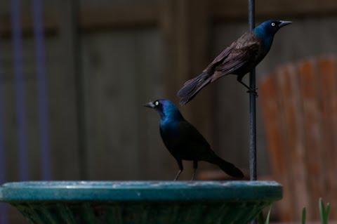 common grackle bird. you: the common grackle.