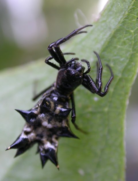 The Ont Opossum Micrathena Gracilis Heavy Metal Spider By The Way I M Not Being Reverse Ist Calling Her A In Almost All Cases When You See Spider Living Web It S Female