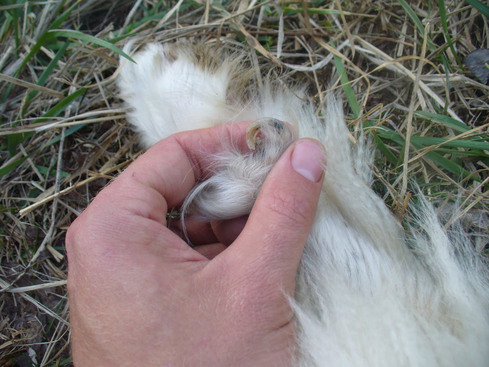 Across the Creek Farm Double Dew Claw
