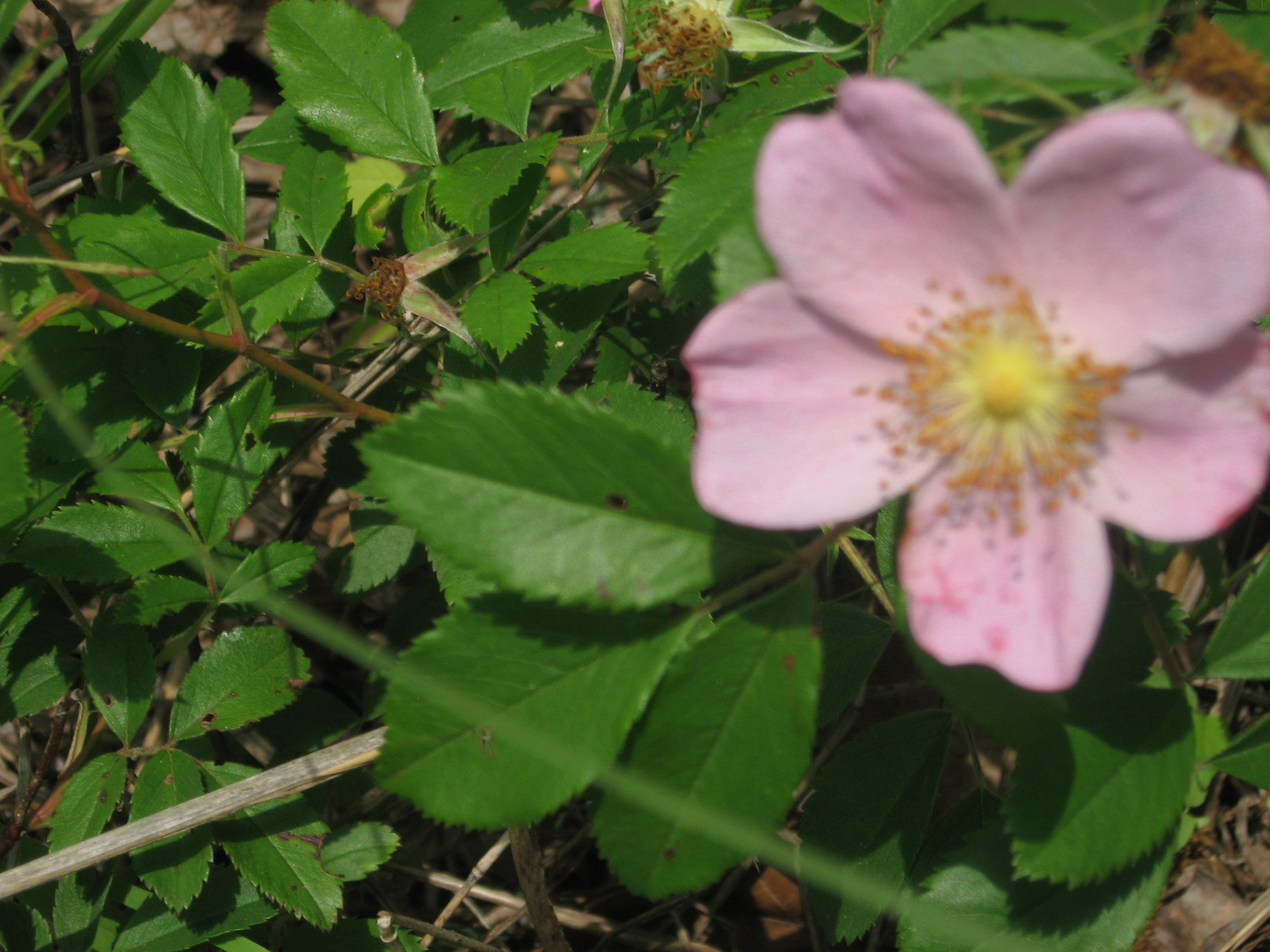 Prairie Places Wild Prairie Roses