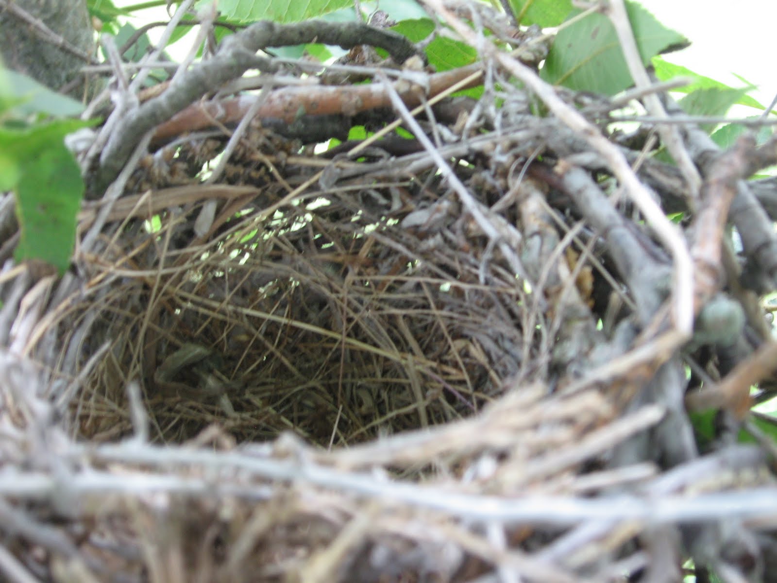 Prairie Places Mockingbird Nest