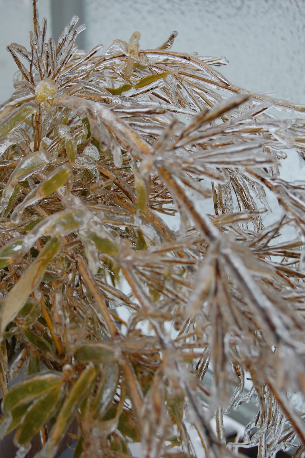 Tenured Radical The Ice Storm A Few Observations About The Workings