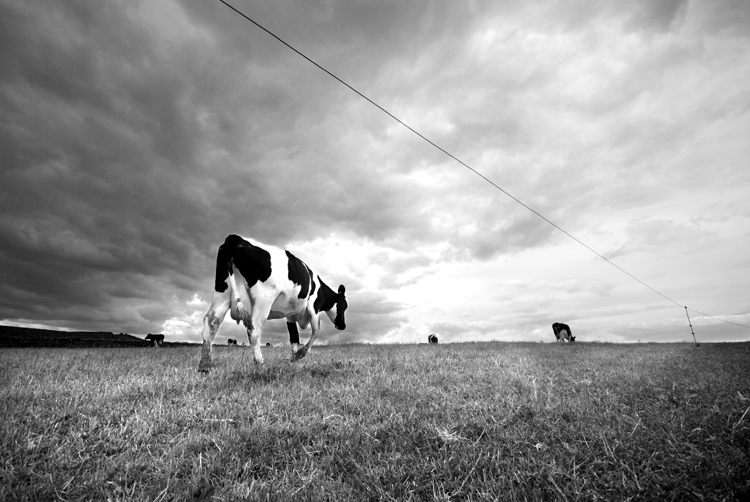 [whitby+25+bw+copy.jpg]
