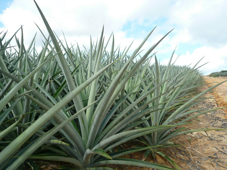 JTP TRADING SDN BHD: MD2 Pineapple Suckers/Seedling