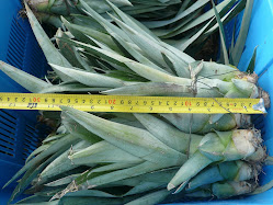JTP TRADING SDN BHD: MD2 Pineapple Suckers/Seedling