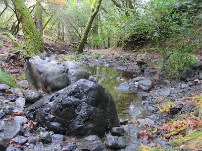 Sudden Oak Death. sudden oak death syndrome,