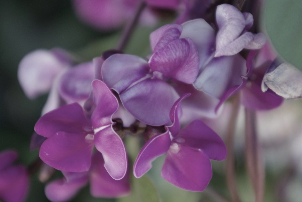[hyacinth+bean+(Dolihos+lablab).jpg]