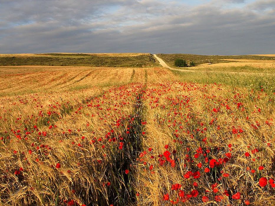 [105559853_-791420.jpg]