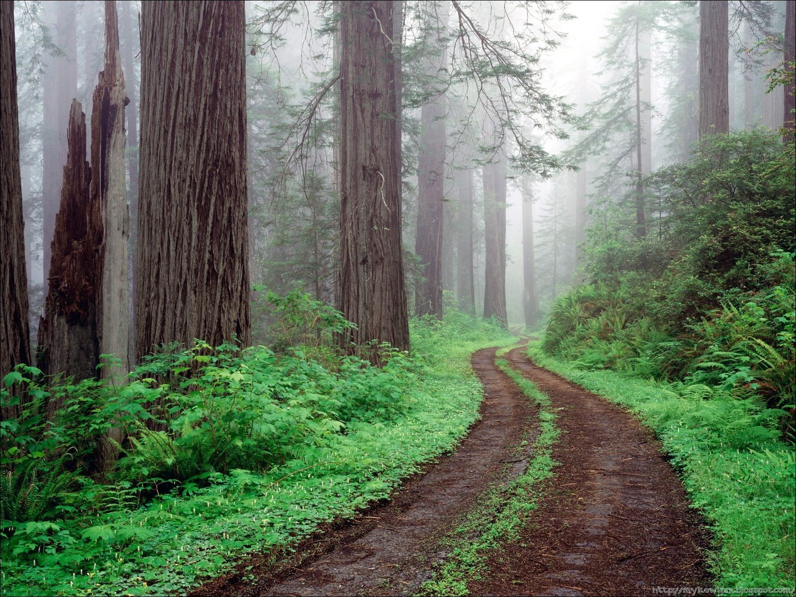 [4143395~RedwoodNationalParkC-766974.jpg]