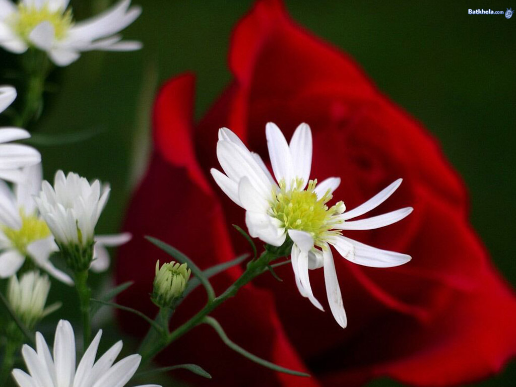 [pic-3683-729999.jpg]