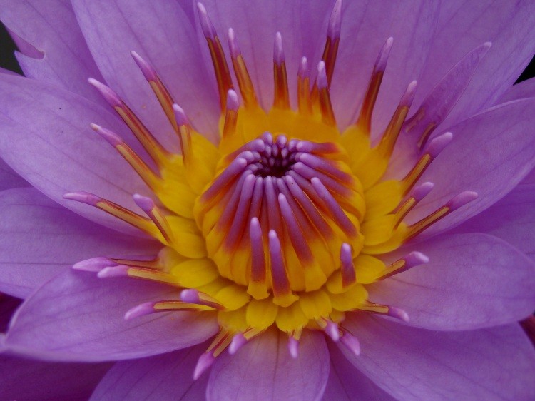 [z4ph_f_waterlily01-751743.jpg]