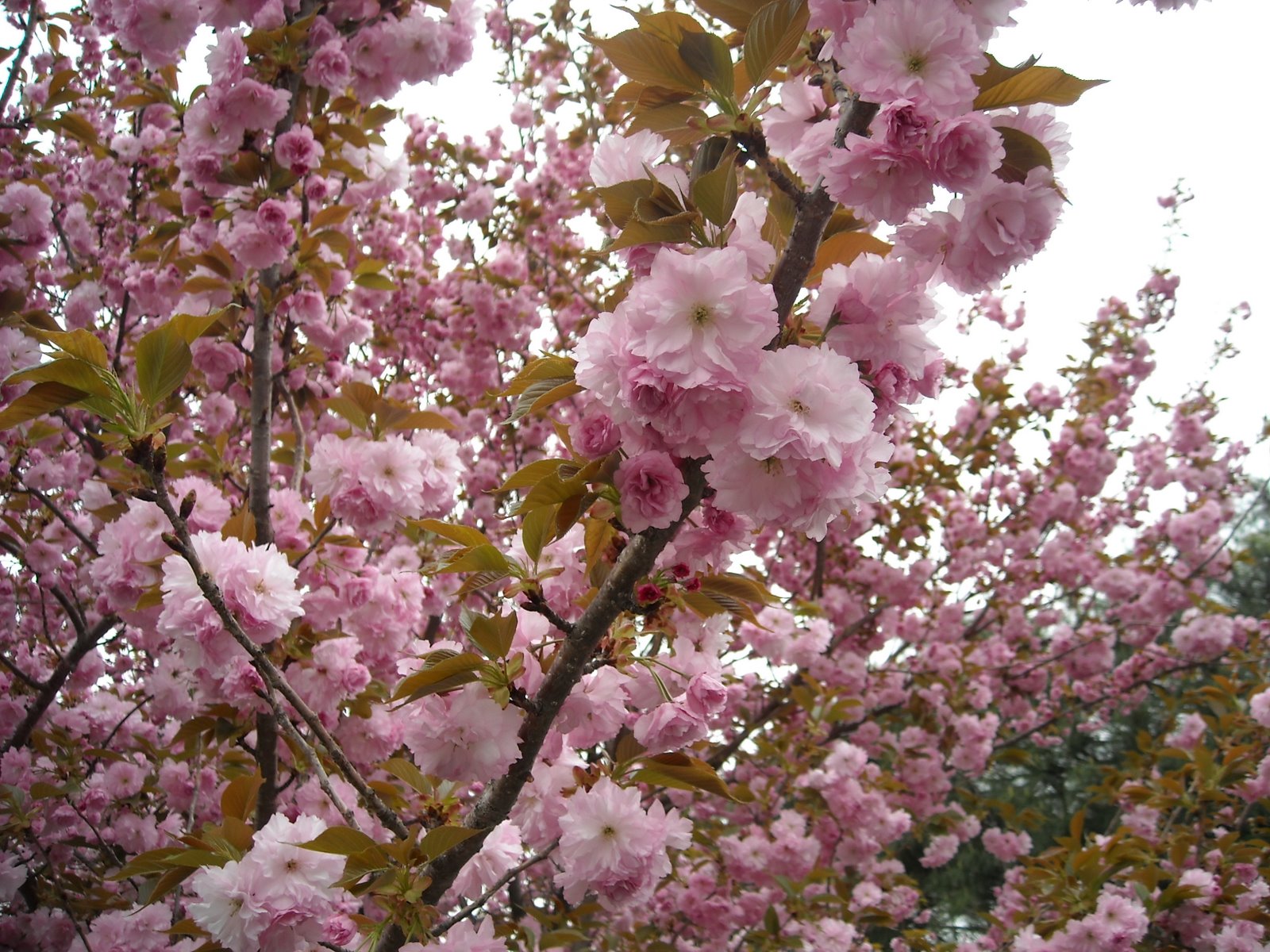 [cherry+blossoms.JPG]