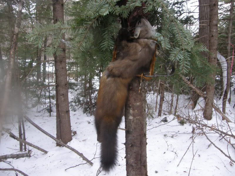 капкан на куницу ногозахват. ловля куницы. капкан агафонова ка-2 на куницу. капканный промысел куницы. капкан кулемка.